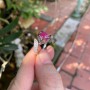 NHẪN HỒ LY VÀNG TRẮNG + MẶT ĐÁ RUBY TỰ NHIÊN