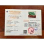 THANH LONG NHẢ NGỌC THẠCH ANH XANH 3,43KG