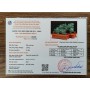 CẶP TỲ HƯU THẠCH ANH XANH 3,54KG - 20CM