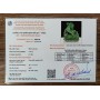 TƯỢNG NGỰA ĐÁ PHONG THỦY THẠCH ANH XANH TỰ NHIÊN 2,12KG